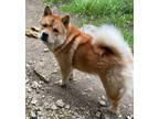 Adopt MULAN a Tan/Yellow/Fawn Chow Chow / Mixed dog in San Antonio