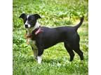 Adopt Dolly (VA) a Black - with White Rat Terrier / Mixed dog in Richmond