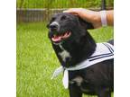 Adopt Lucy a Black - with White Patterdale Terrier (Fell Terrier) / Jindo /