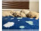Labrador Retriever PUPPY FOR SALE ADN-766536 - AKC Labrador Puppies