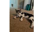Adopt Dean a Black & White or Tuxedo Domestic Shorthair / Mixed cat in