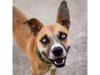 Adopt Knox a Tan/Yellow/Fawn Mixed Breed (Medium) / Mixed dog in South Haven
