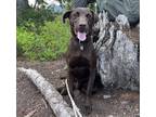 Adopt Paso Doble a Brown/Chocolate Retriever (Unknown Type) / Mixed dog in