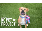 Adopt Sully a Tan/Yellow/Fawn Mixed Breed (Large) / Mixed dog in Kansas City