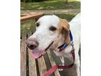 Adopt Woodstock a Treeing Walker Coonhound / Mixed dog in Washington