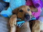Adopt Gretchen a Doberman Pinscher / Mixed dog in Raleigh, NC (38394694)