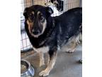 Adopt Canela a Shepherd (Unknown Type) / Mixed dog in Paris, KY (38561970)