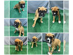 Boxer PUPPY FOR SALE ADN-766502 - Boxer puppies