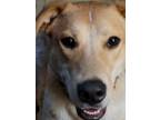 Adopt Justice a Red/Golden/Orange/Chestnut - with White Australian Cattle Dog /