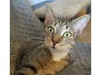 Adopt Dax a Domestic Shorthair / Mixed (short coat) cat in Phoenix