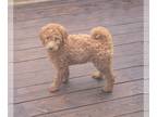 Goldendoodle-Poodle (Standard) Mix PUPPY FOR SALE ADN-766196 - Hypoallergenic