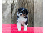 Miniature American Shepherd PUPPY FOR SALE ADN-766229 - Show Quality Female