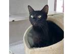 Adopt Batman a All Black Domestic Shorthair / Domestic Shorthair / Mixed cat in