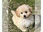 Maltese-Poodle (Toy) Mix PUPPY FOR SALE ADN-766244 - Maltipoos males
