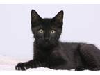 Adopt Indy a All Black Domestic Shorthair / Domestic Shorthair / Mixed cat in