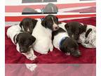 German Shorthaired Pointer PUPPY FOR SALE ADN-766237 - Great GSP Puppies
