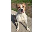 Adopt Bailey a American Pit Bull Terrier / Mixed dog in Defiance, OH (38546897)
