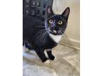 Adopt Cannellini a Domestic Shorthair / Mixed (short coat) cat in Sewell