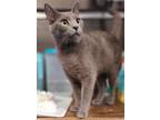 Adopt Marie a Gray or Blue Domestic Shorthair / Mixed (short coat) cat in Spring