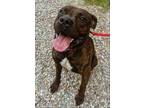 Adopt Prince a Brindle - with White American Staffordshire Terrier / Mixed dog
