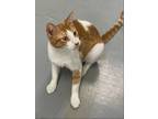 Adopt Oscar a Orange or Red (Mostly) Domestic Shorthair / Mixed (short coat) cat