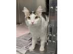 Adopt Tucker a Brown Tabby Domestic Longhair / Mixed (long coat) cat in