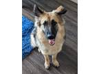 Adopt Heidi a German Shepherd Dog / Mixed dog in Dallas, TX (38572492)