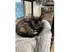 Adopt Beatrice a Tortoiseshell Domestic Shorthair / Mixed (short coat) cat in