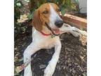 Adopt Janet a Hound (Unknown Type) / Mixed dog in Washington, DC (38486924)