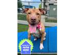 Adopt Astro a Red/Golden/Orange/Chestnut American Pit Bull Terrier / Mixed dog