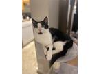 Adopt Caribbean Pirate Patchy a Black & White or Tuxedo Domestic Shorthair /