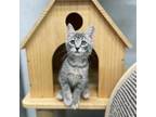 Adopt Luke a Domestic Shorthair / Mixed (short coat) cat in Greenville