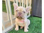 French Bulldog PUPPY FOR SALE ADN-766556 - Isabella Frenchie Girl