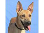 Adopt Pup Tart a Tan/Yellow/Fawn Mixed Breed (Large) / Mixed dog in Las Cruces