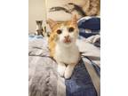 Adopt Enver ($31) a Domestic Shorthair / Mixed (short coat) cat in Bryan