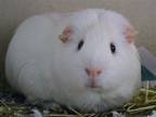 Adopt ICE a Guinea Pig (medium coat) small animal in Denver, CO (38541724)