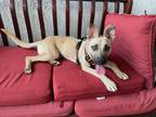 Adopt Jade a Shepherd (Unknown Type) / Pit Bull Terrier / Mixed dog in Pomona