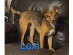 Adopt Lexi a Mixed Breed (Small) / Mixed dog in Topeka, KS (38523000)