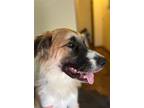 Adopt Kevin a Tricolor (Tan/Brown & Black & White) Great Pyrenees / Border