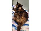 Adopt Frieda a Tortoiseshell Domestic Shorthair / Mixed (short coat) cat in