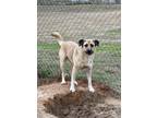 Adopt Morgan a Anatolian Shepherd / Black Mouth Cur / Mixed dog in Gilmer