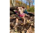 Adopt Maybelle a Mixed Breed (Medium) / Mixed dog in Mcclellanville