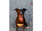 Adopt Smiths a American Pit Bull Terrier / Labrador Retriever / Mixed dog in