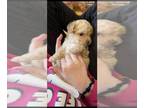 Poodle (Toy) PUPPY FOR SALE ADN-766259 - Toy Poodle