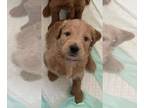 Goldendoodle PUPPY FOR SALE ADN-766382 - Red Goldendoodle Puppies