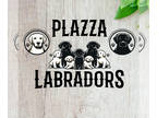 Labrador Retriever PUPPY FOR SALE ADN-766368 - Plazza Labrador Retrievers
