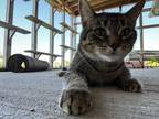 Adopt Amber a Domestic Shorthair / Mixed (short coat) cat in Ashland