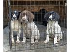 German Shorthaired Pointer PUPPY FOR SALE ADN-766366 - AKC German Shorthaired