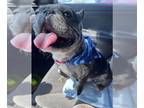 French Bulldog PUPPY FOR SALE ADN-766406 - Male French Bull Dog