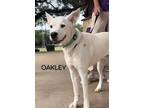 Adopt Oakley a White Shepherd (Unknown Type) / Mixed dog in Weatherford